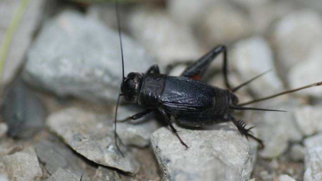 A black cricket in rocks