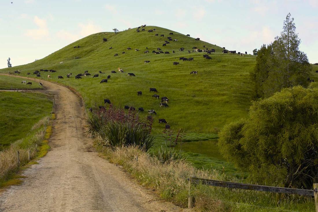 Dairy cows grazing on a hill next to a track with a pond and native plants at the bottom