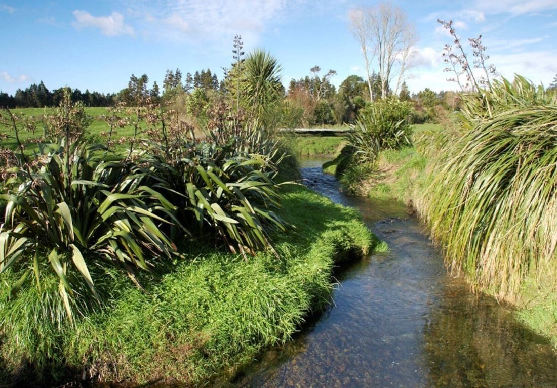 Riparian Planting Image 3