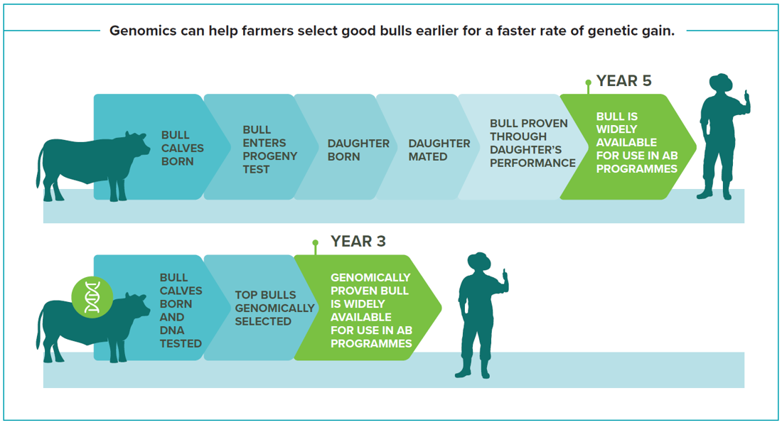Genetic Gain Infographic