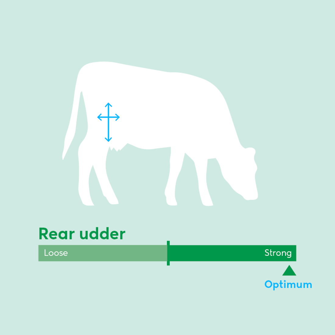 Image showing ideal rear udder traits for dairy cow breeding values beyond milk production