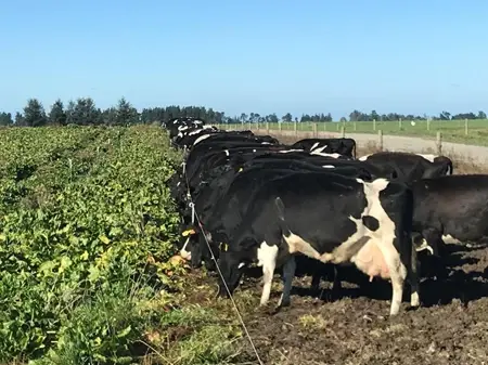 Early Crop