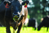 A closeup photo of a tagged black cow