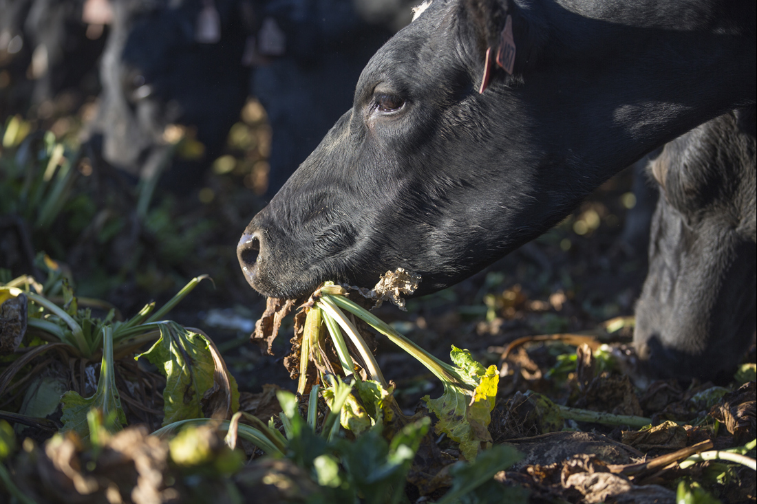 A cow eating crops, close up.