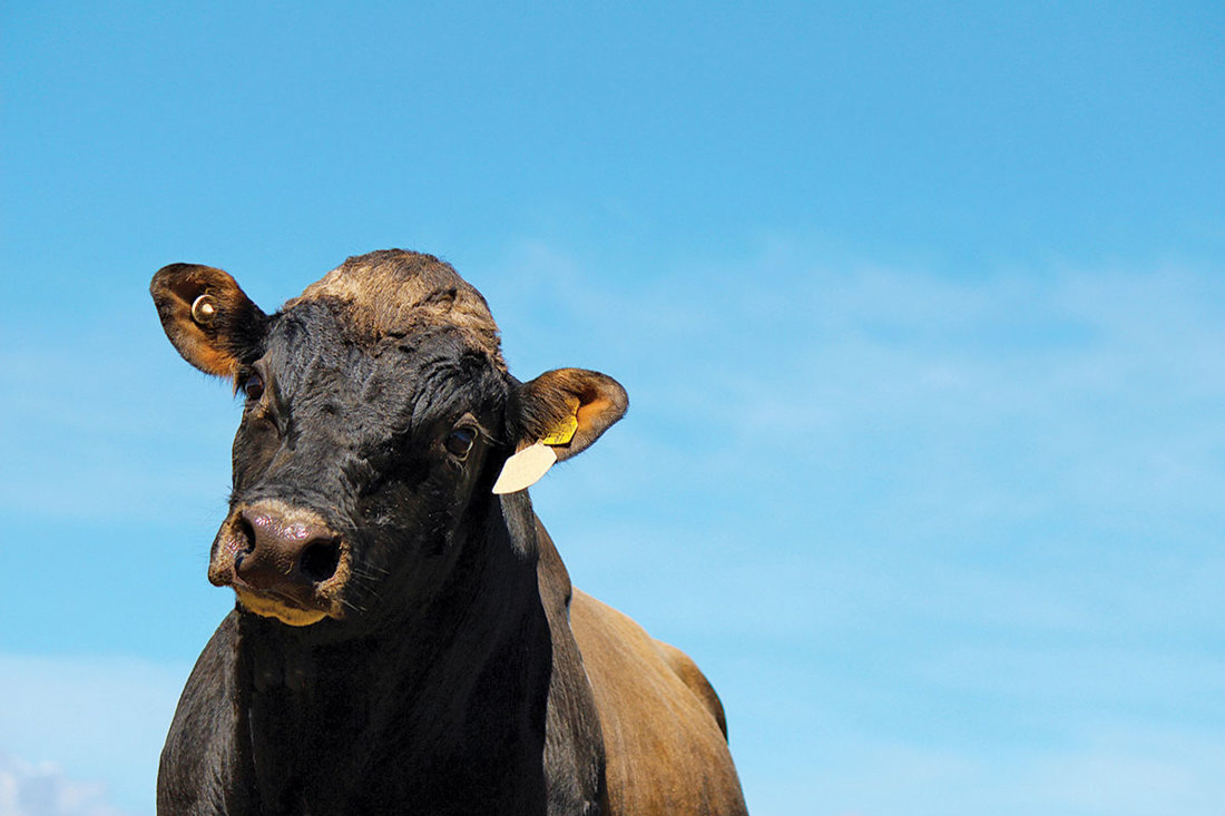 Choose Your Best Sires Bull 1200Wide