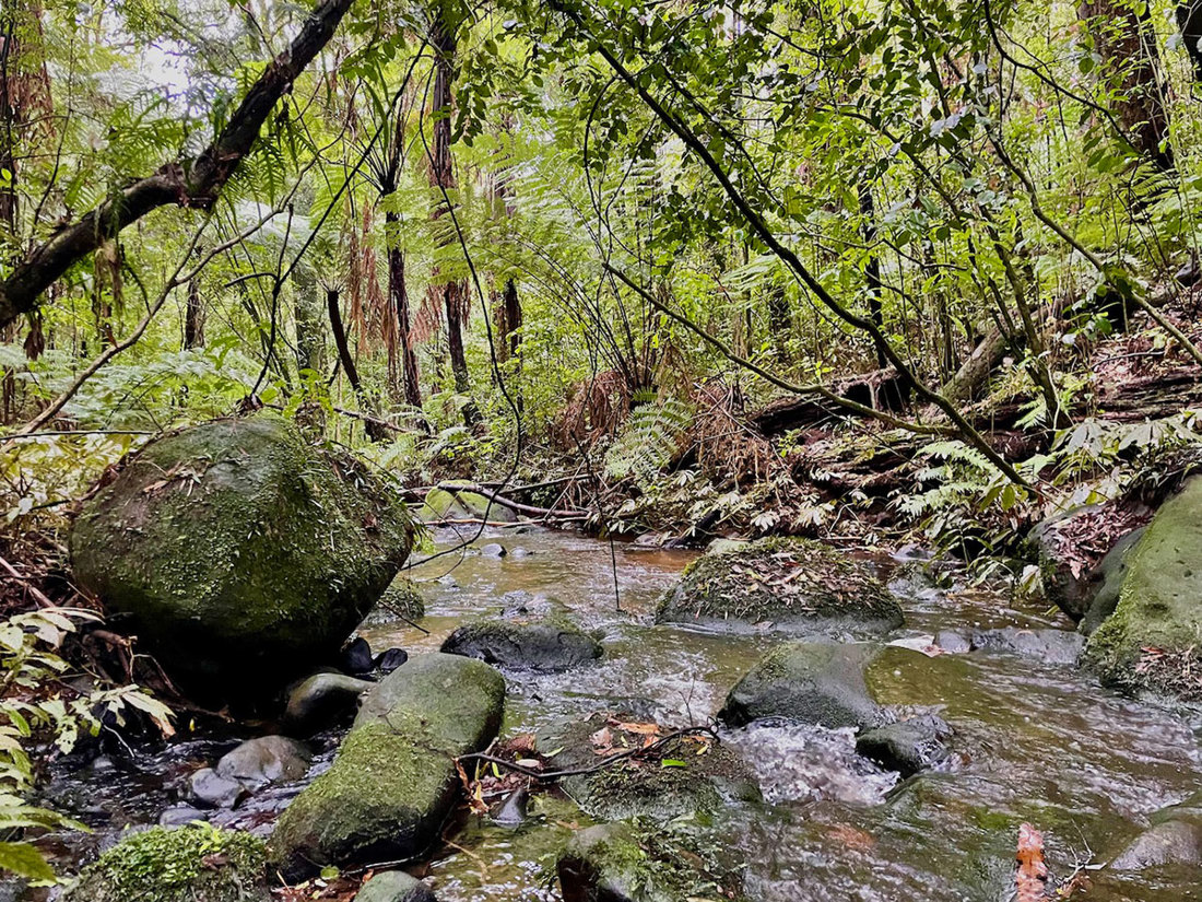 Mangapiko Stream On Maungatautari 1200 Wide