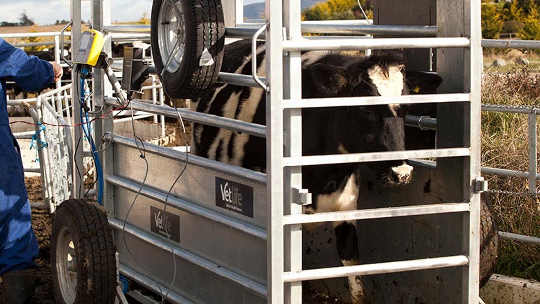 A cow in a cage