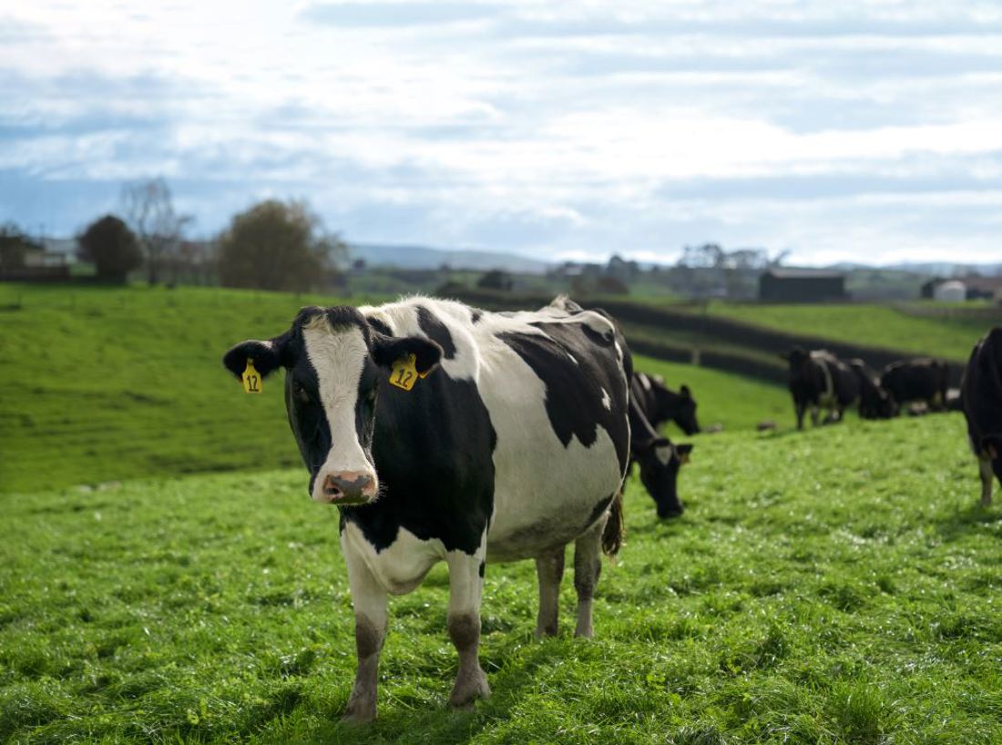 A friesian dairy cow standing in a paddock of grass with other cows in the background