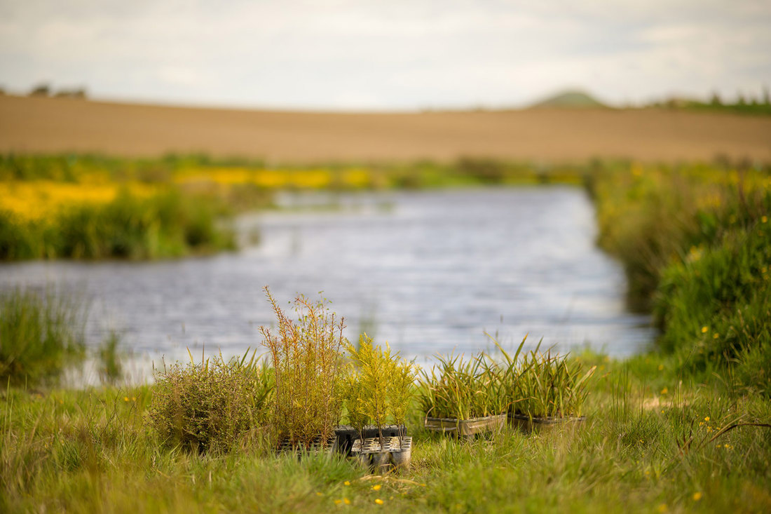 A river with plants ready to be planted along the edge