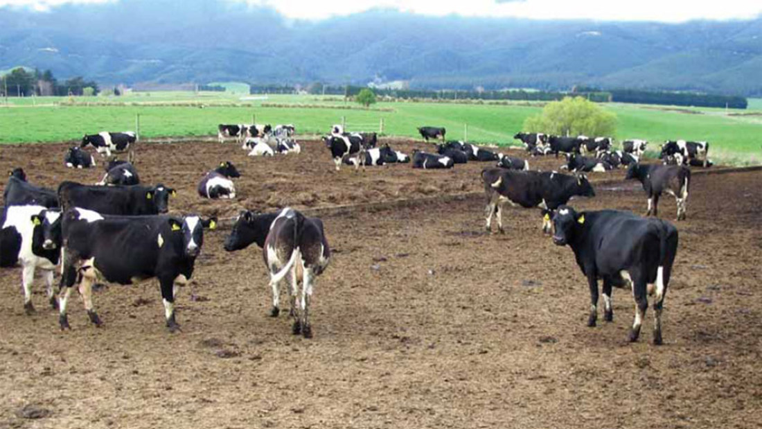 An image of cattles