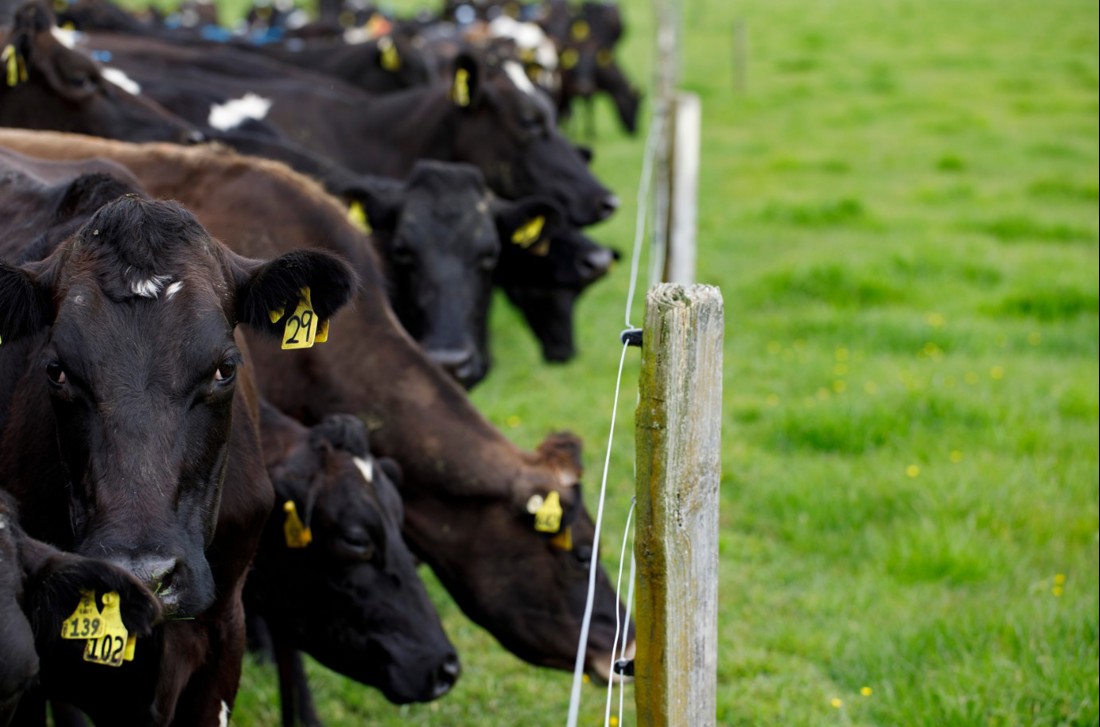 A dairy herd in a paddock looking through a fence