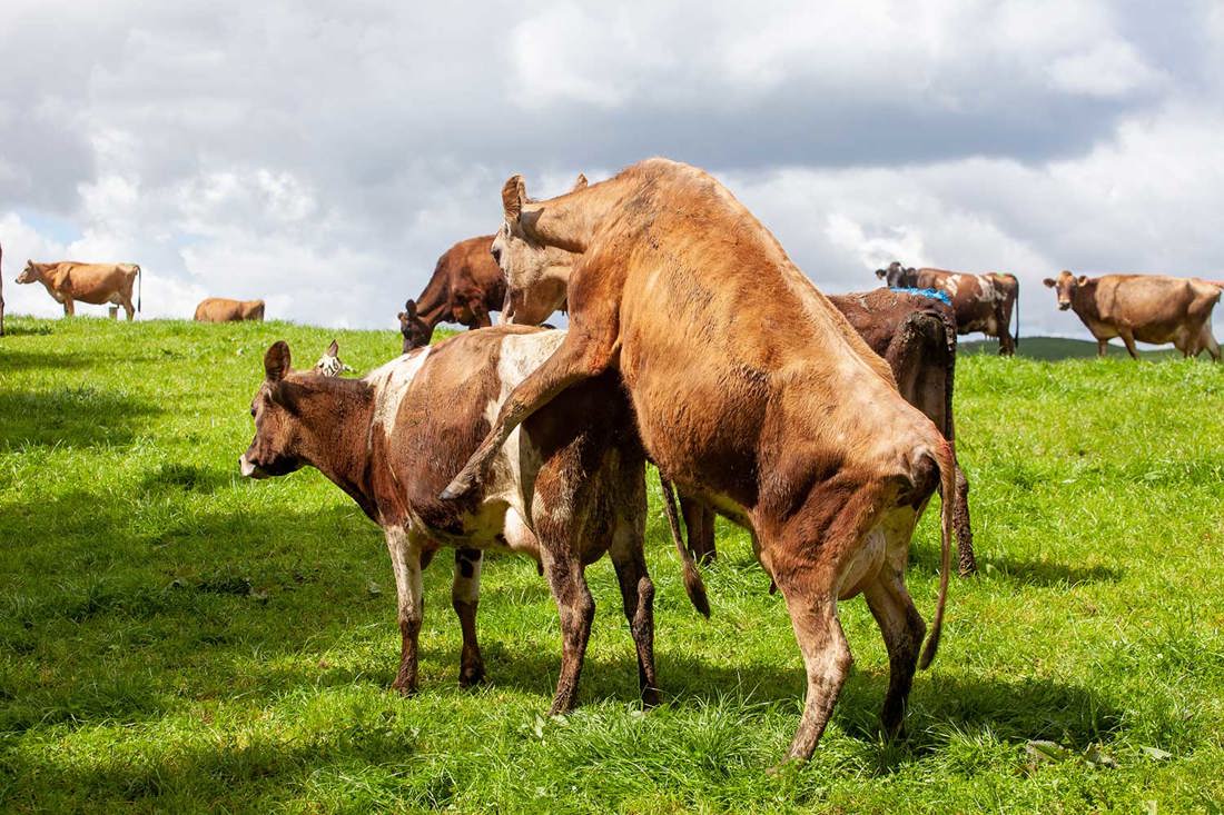 Bulling Jersey cows in an open New Zealand paddock