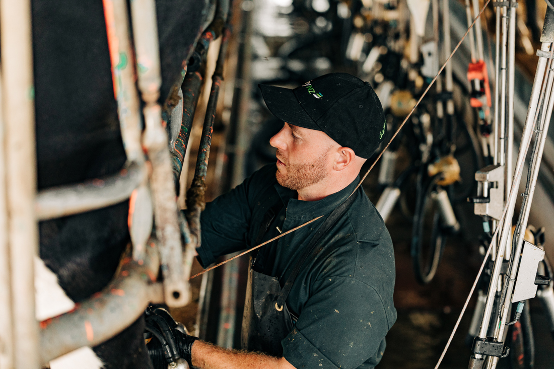 A man milking a cow