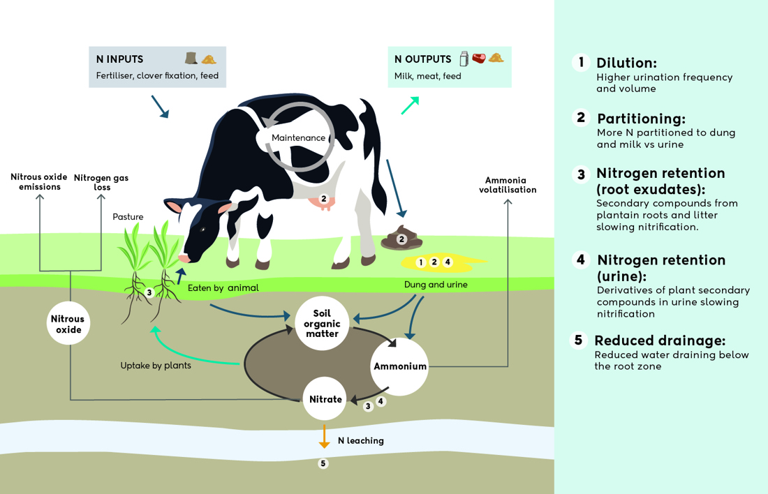 N Cycle Diagram Plantain Version July 2024 Cmyk