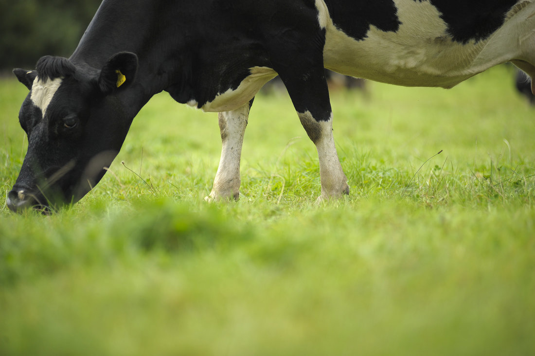 close up side angle view of a cow eating on a field of grass