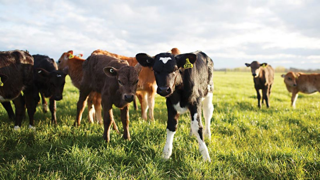 A group of calves standing