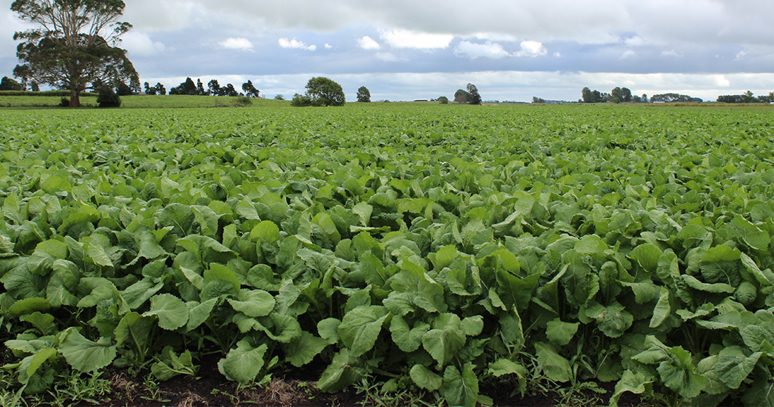 A field of turnips