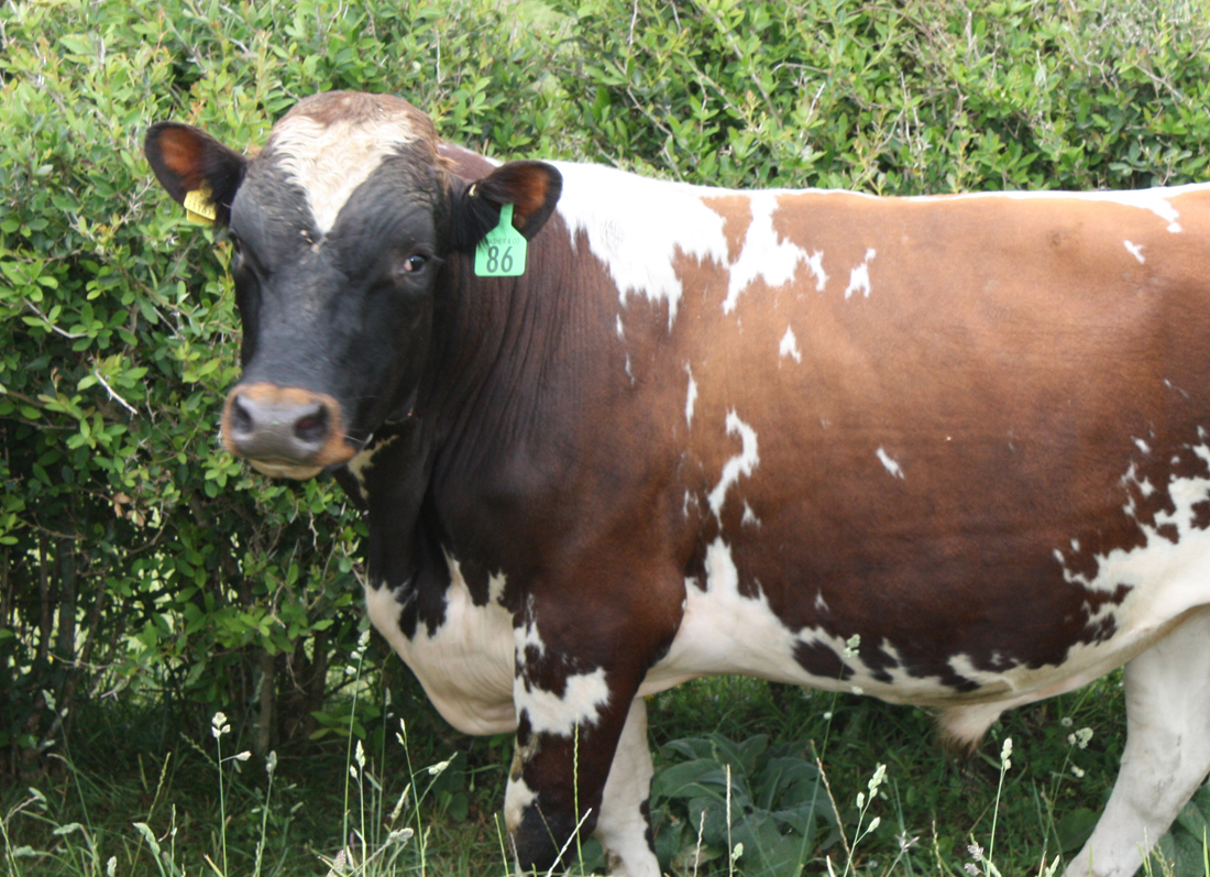Ayrshire Bull