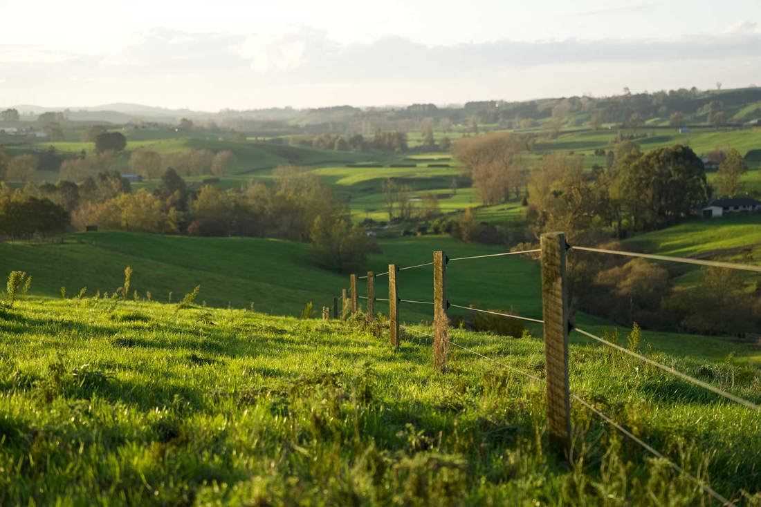 A fenced hillside paddock on a New Zealand dairy farm.