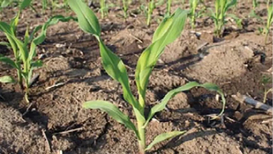 Maize Emergence 400X227