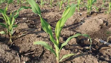 Maize Emergence 400X227
