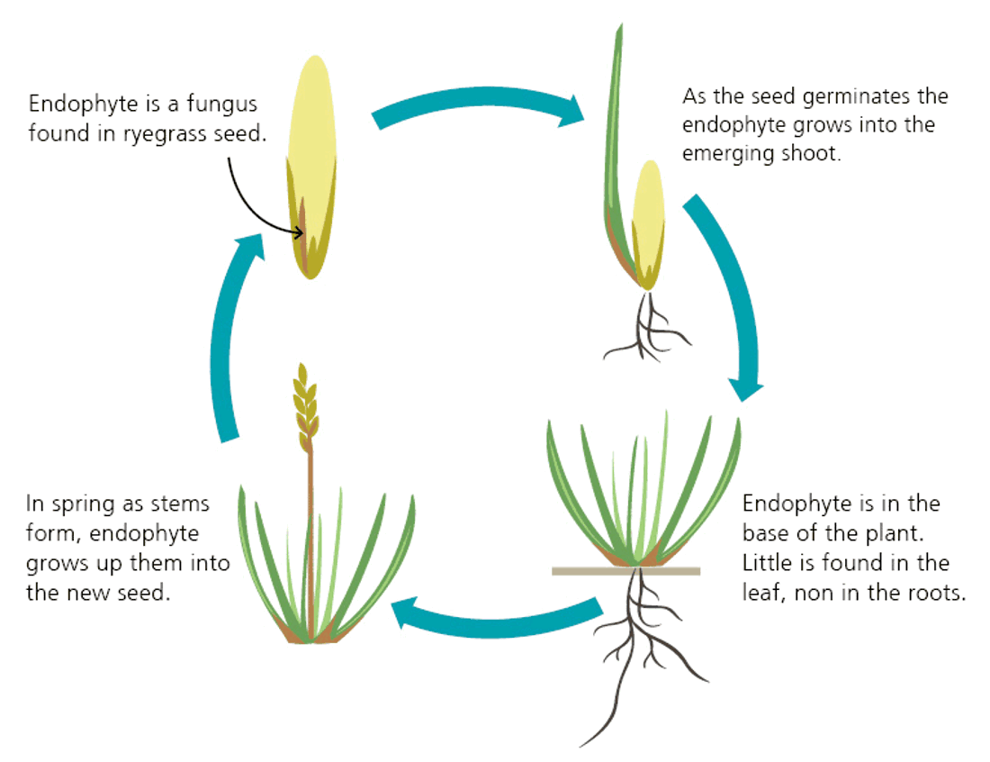 Pasture Renewal Endophyte