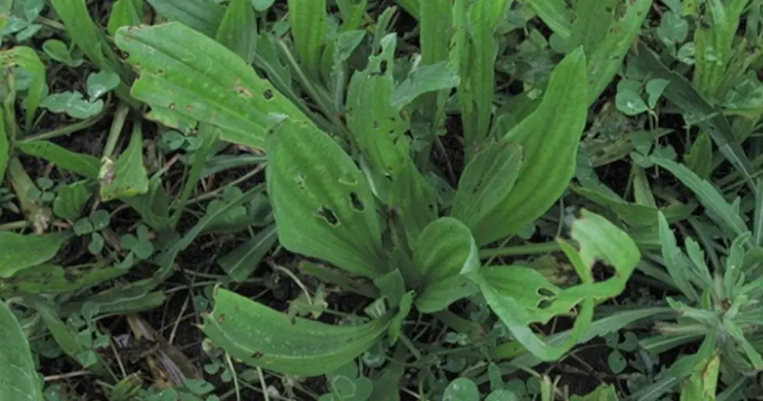 Holes caused by caterpillars in plantain leaves