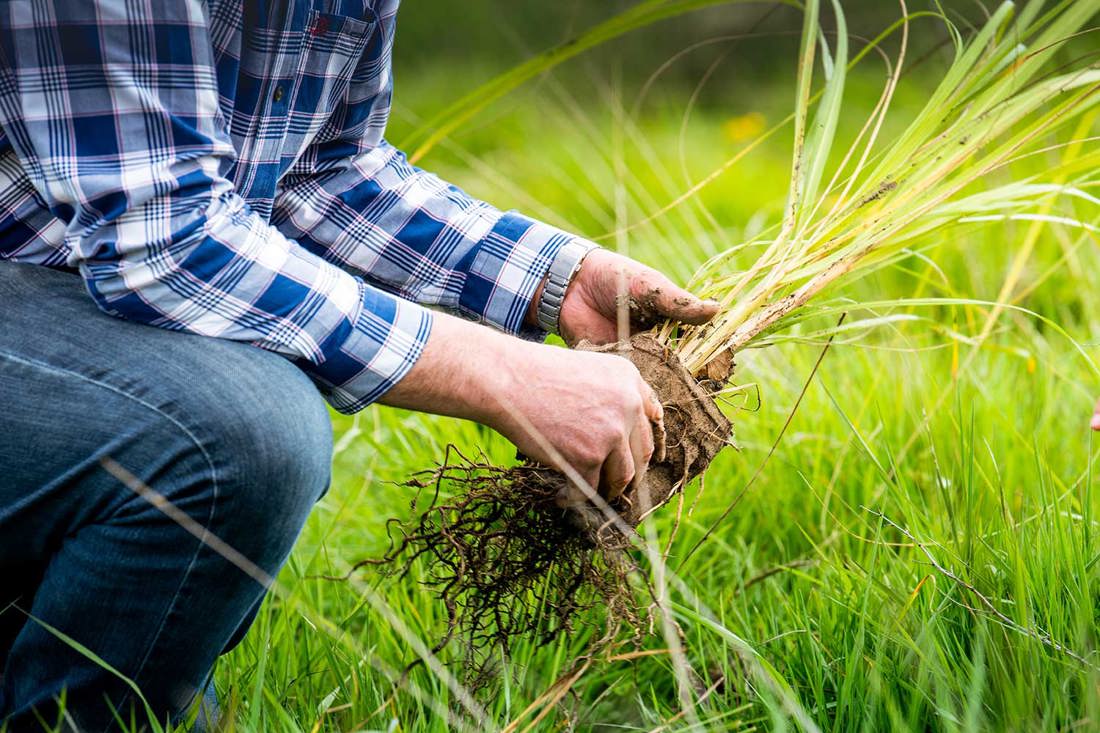 A person holding a plant to be used for riparian planting