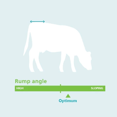Rump angle body and dairy conformation traits