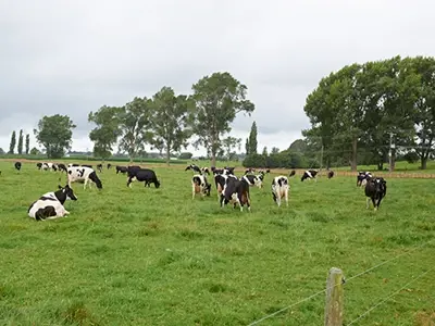 Tokoroa 2