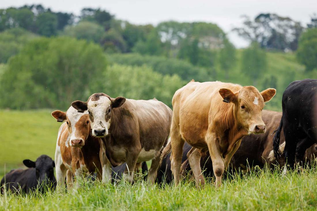 Unlocking New Dairy Beef Opportunities Summary Image 1500X1000