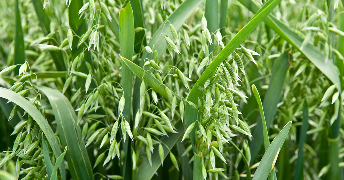 Green cereal oat