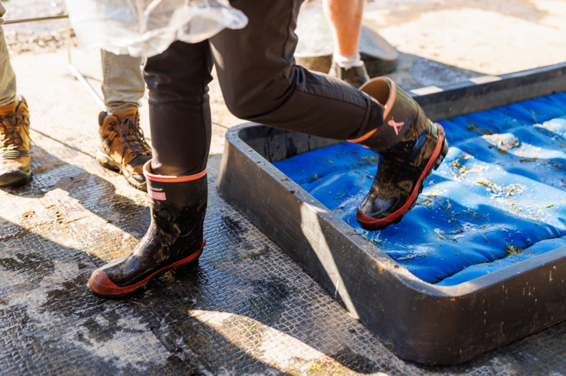 A dairy farm visitor walking through a disinfectant foot bath to help on-farm biosecurity