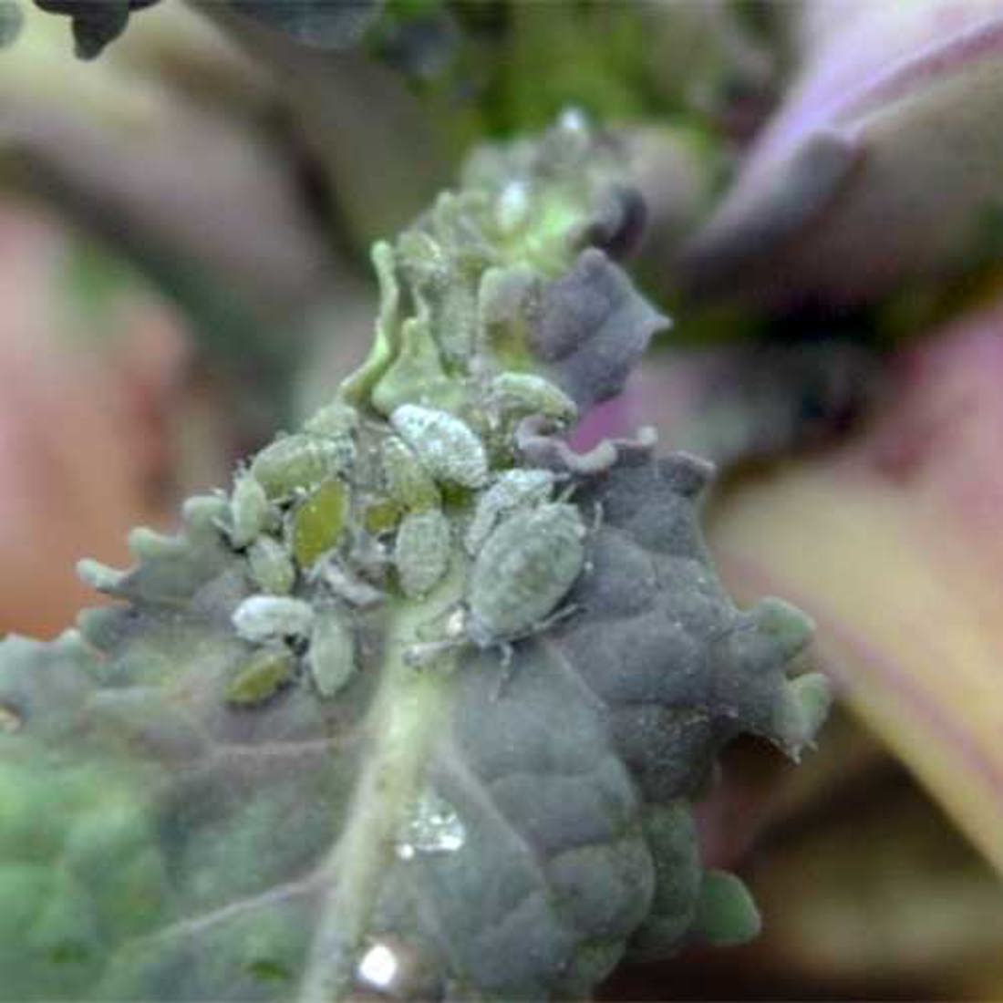 Grey Aphids