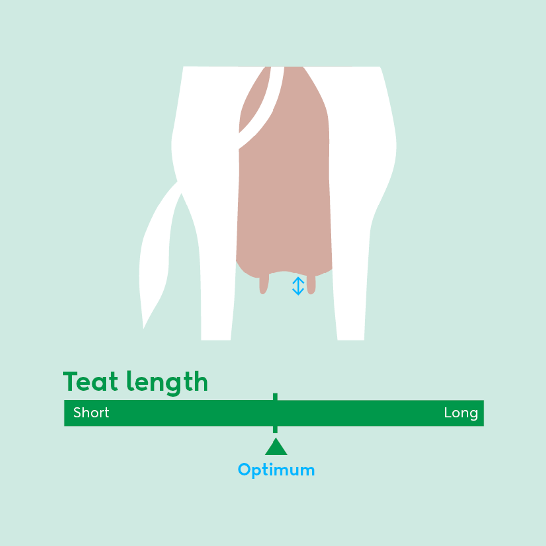 Image showing ideal teat length for dairy cow breeding values beyond milk production