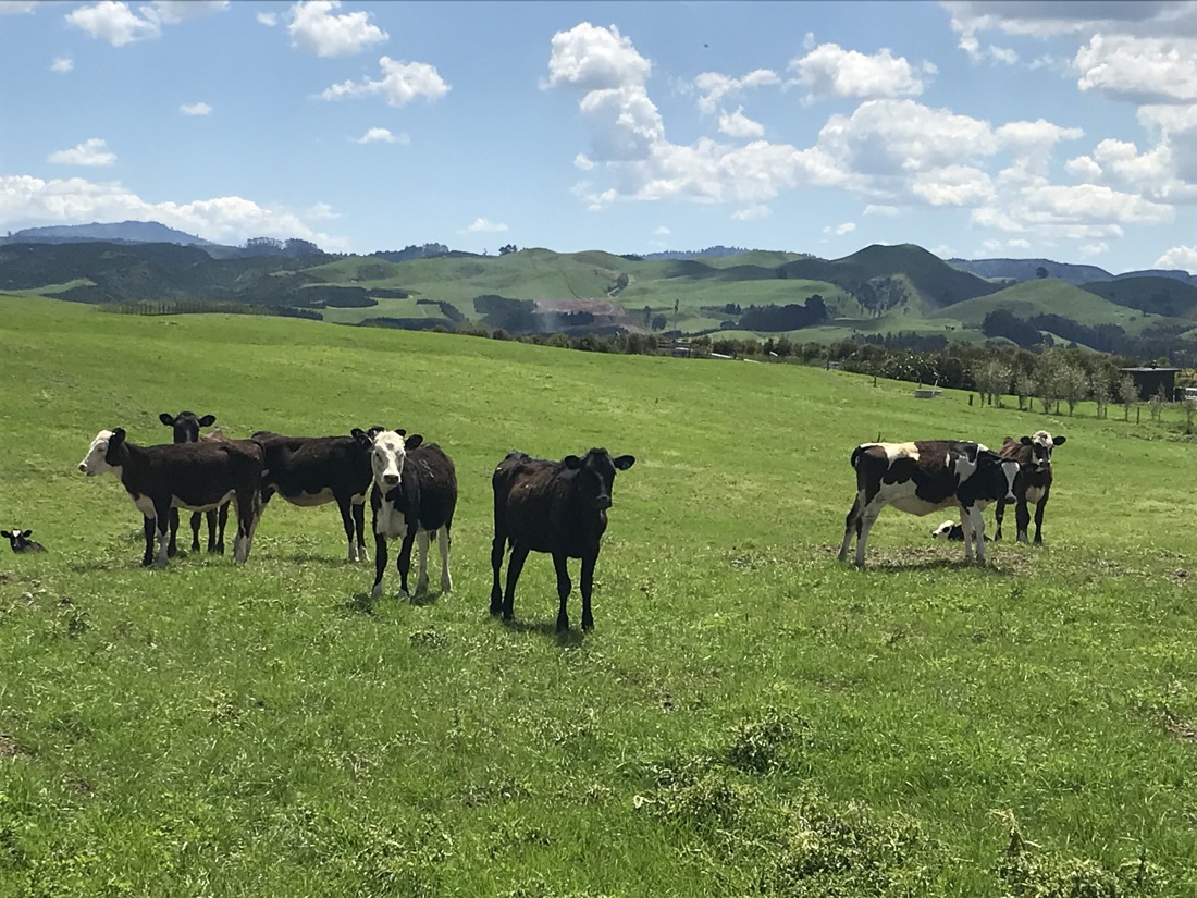 Dairy beef calves standing in paddock in New Zealand