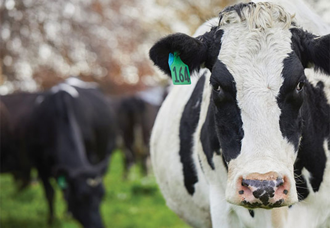 Precision Dairy Conference Promo Cow Image No Wording