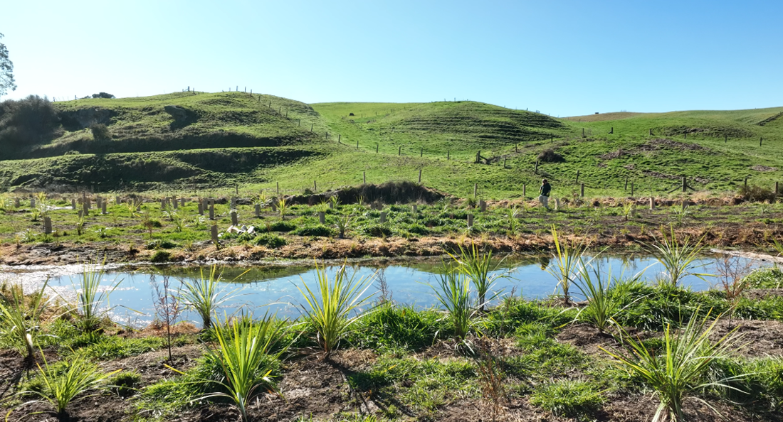 Wetland Restoration Site Planted Ready To Grow