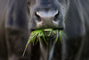 Close up view of a black cow chewing on grass
