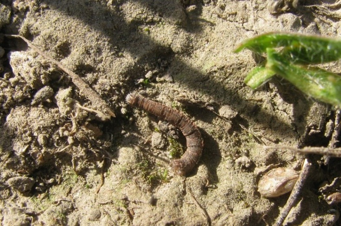 Pest Plantain moth catapiller