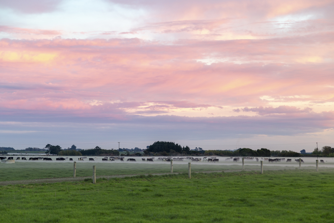 A field with cows