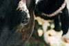 (Low Res) Nic Staveley HULA Godairy MG 9235
