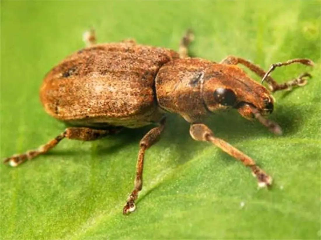 A clover root weevil