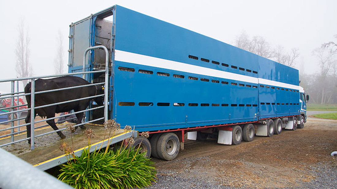 A blue truck transporting a cattle