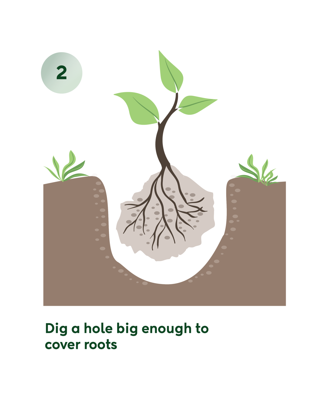 Planting Infographic Seperate2