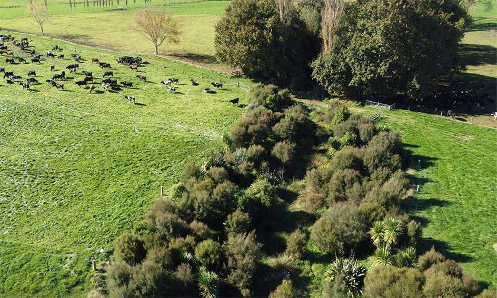 Johan Van Ras Piako Farming With Nature Summary Image