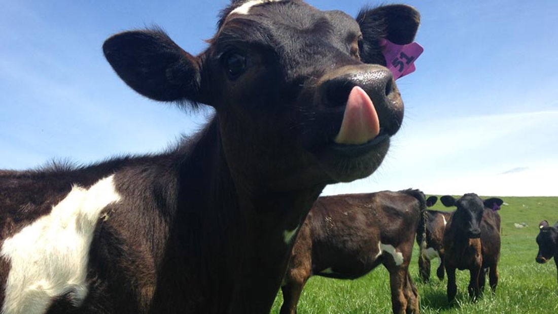 A cow licking its nose