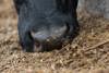 Summer Smarts Supplementary Feed 1500X1000
