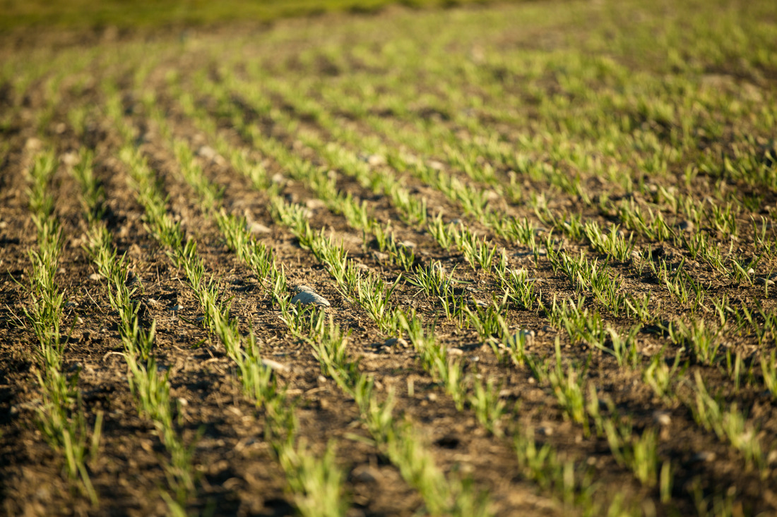 A healthy crop planted on a healthy soil.