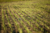 A healthy crop planted on a healthy soil.